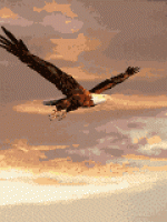 040212 eagle 3